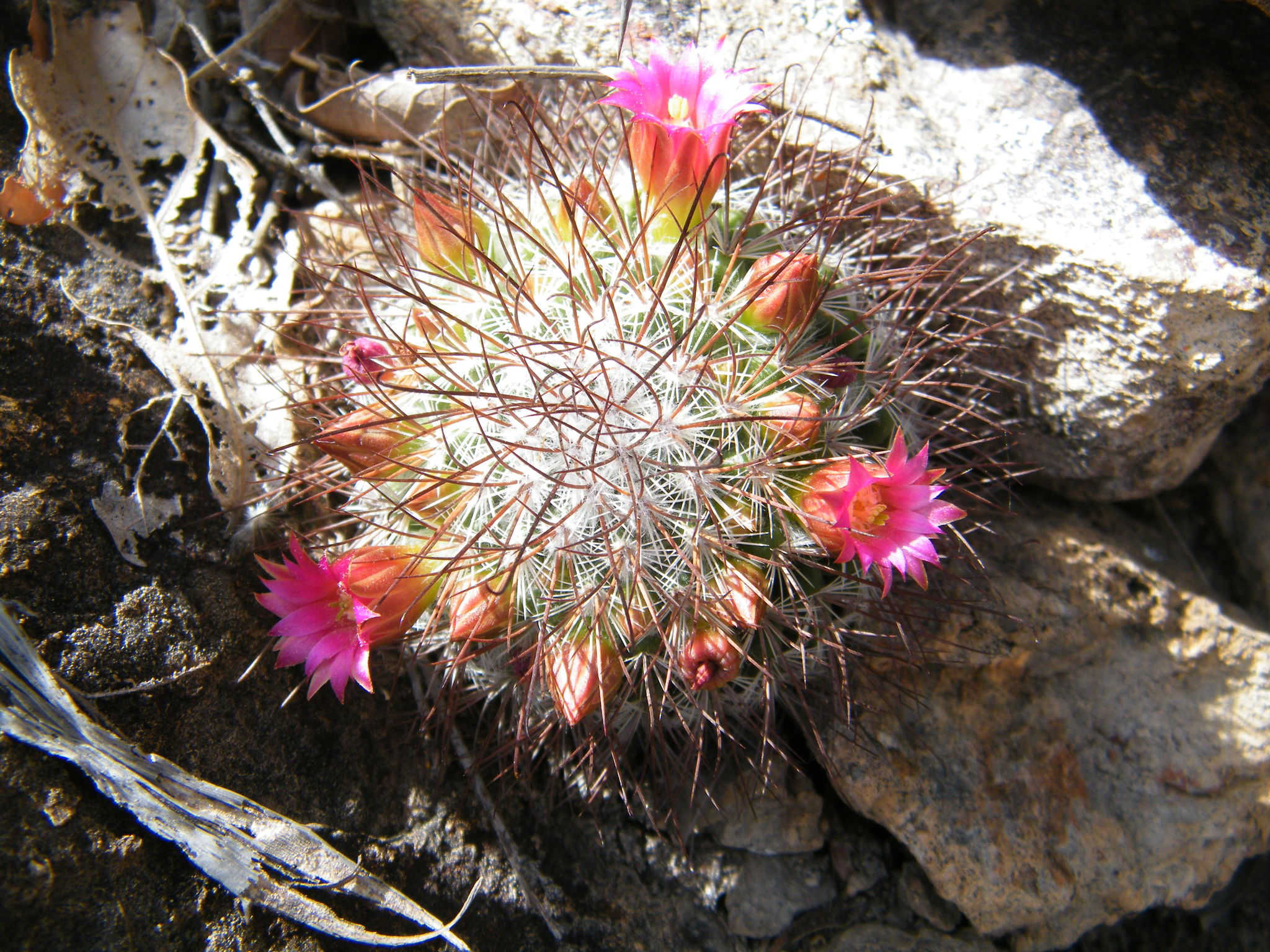 Mammillaria rekoi ssp. Leptacantha
